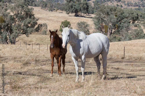 Pair of Horses photo