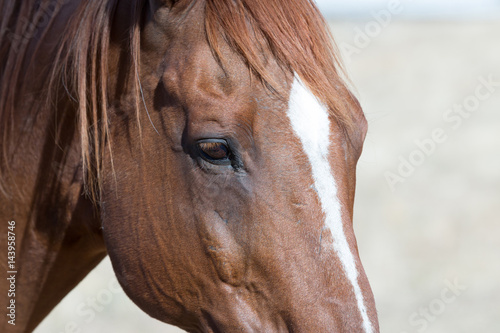 Retired Race Horse