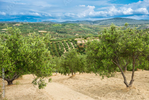Olive plantation Greece, Europe