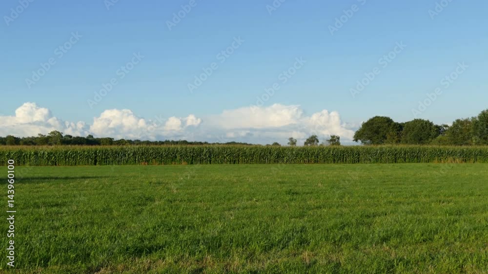 Storks eating on farmland, time lapse Storks eating on farmland, time lapse