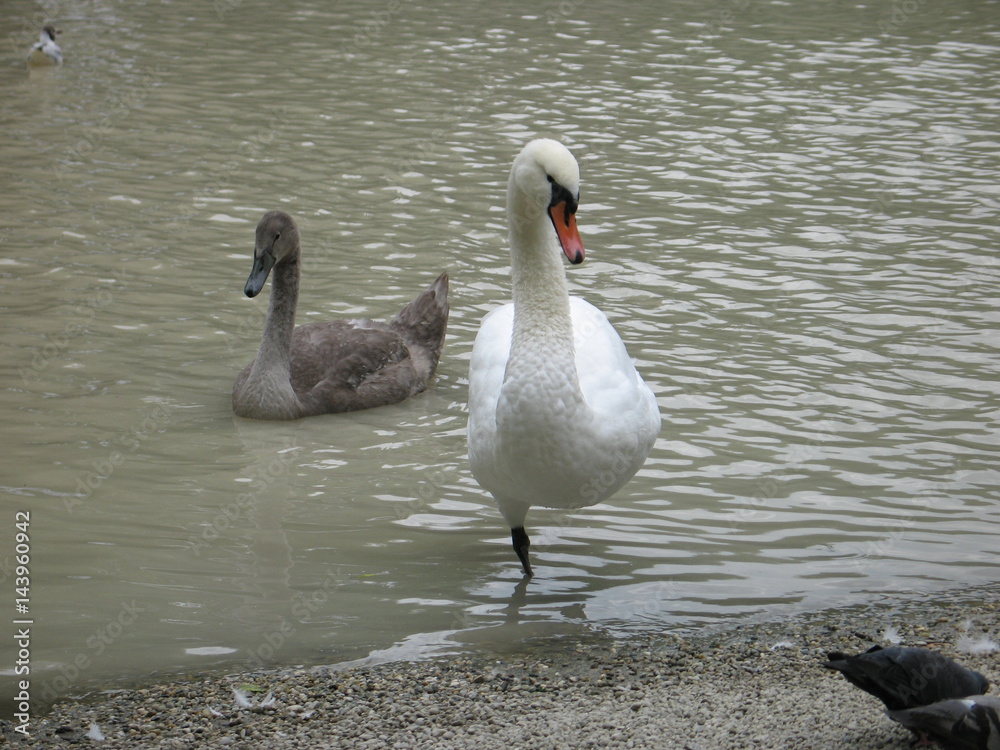Swan standing on one leg in water Swan standing on one leg in water