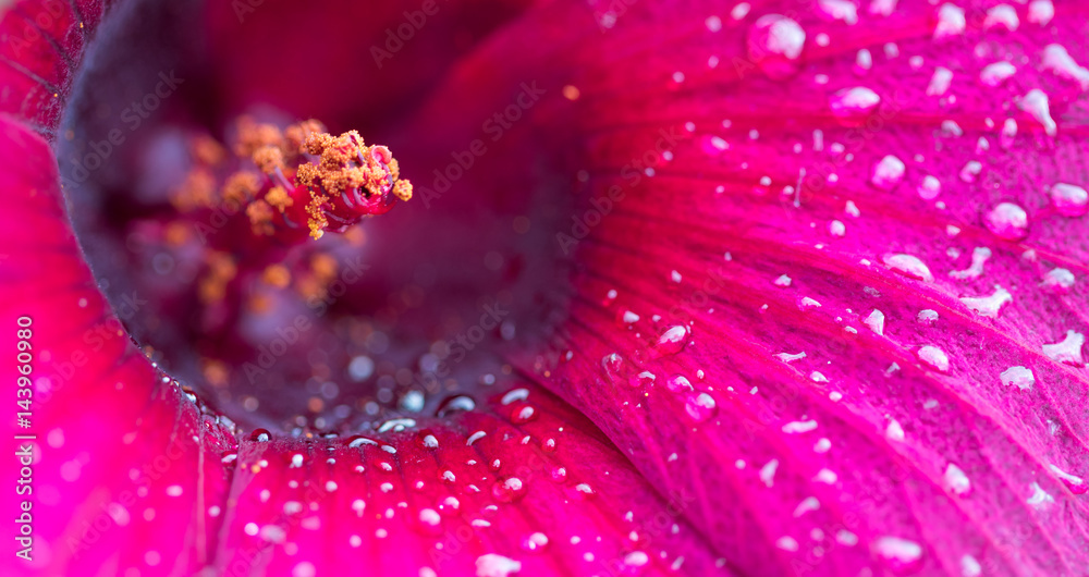 Flor macro. Flor macro.
