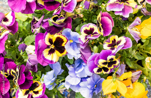 Colorful Pansy Flowers  floral background