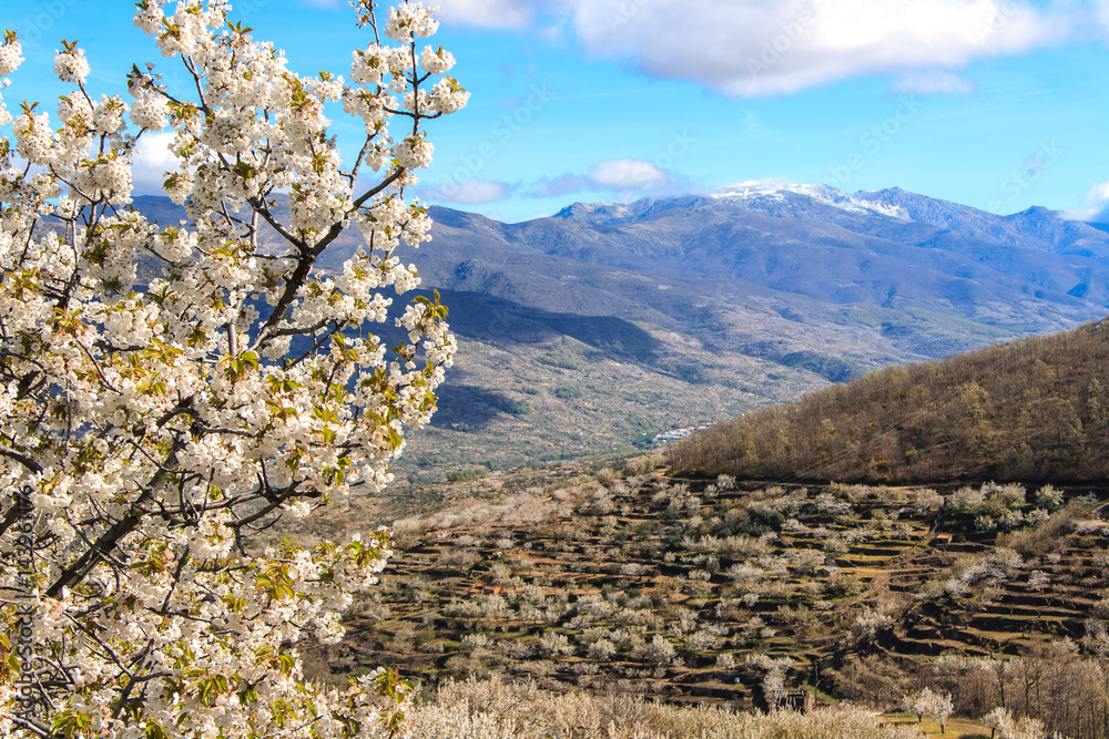 Flowering of the cherry trees. Jerte Valley. Spain Flowering of the cherry trees. Jerte Valley. Spain