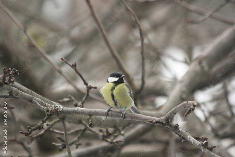 Parus major. Синица на ветвях дерева. Parus major. Синица на ветвях дерева.