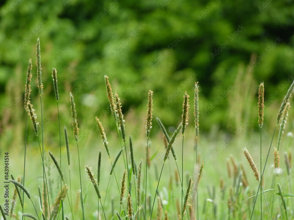 Close-up of forest vegetation