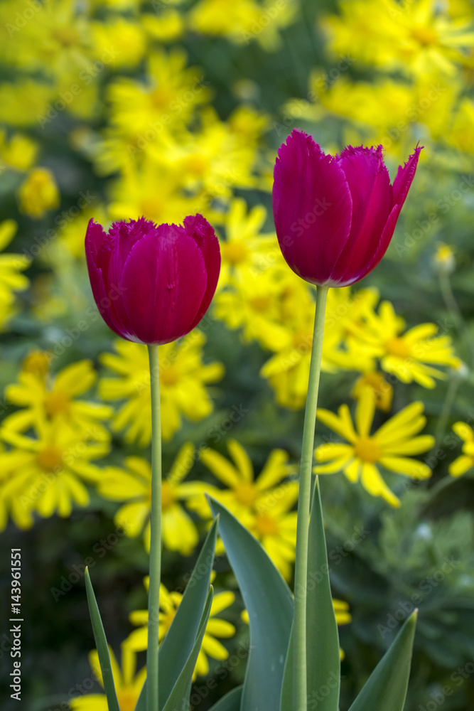 Obraz premium Red Tulip
