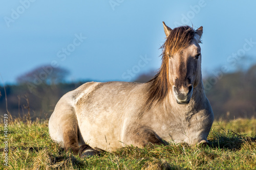 Pony Portrait Laying Down photo