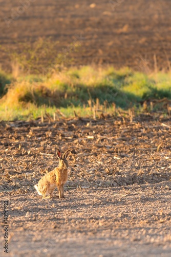 Male wild hare on the morning field © yommy