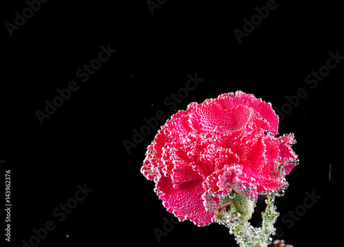 carnations flowers on a black background