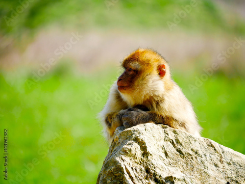 Fototapeta Naklejka Na Ścianę i Meble -  Macaque de Barbarie