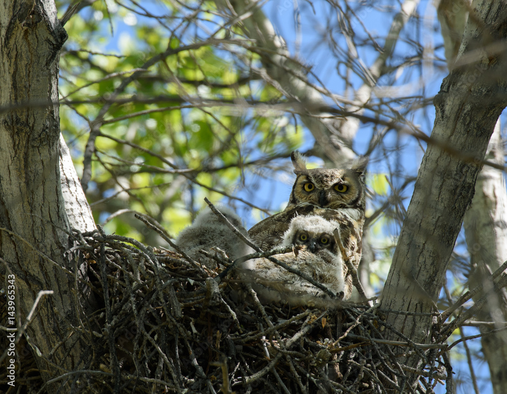 Fototapeta premium Great Horned Owl with Chicks