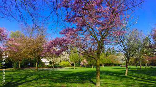 beautiful Spring background