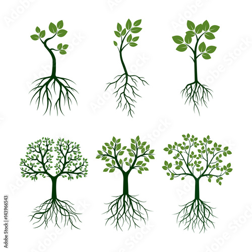 Green Trees with Leafs and Roots. Vector Illustration.
