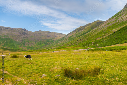 Sheep grazing in mountain valley in The Lake District National Park, Cumbria, England