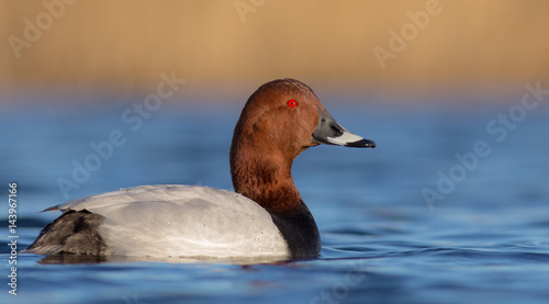 Common Pochard - Aythya ferina - male photo