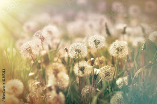Fototapeta Naklejka Na Ścianę i Meble -  Dandelion seeds in meadow lit by sunlight - spring in meadow