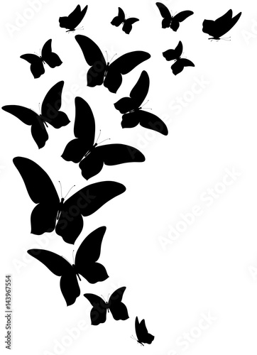 black butterfly, isolated on a white