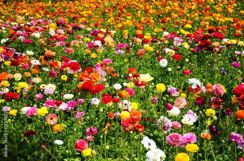 Ranunculus field