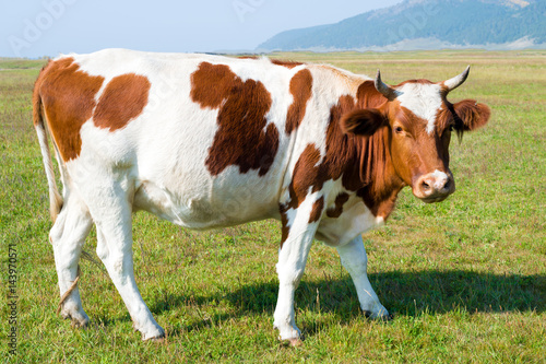 Cow on a pasture on a sunny day  © Windofchange64