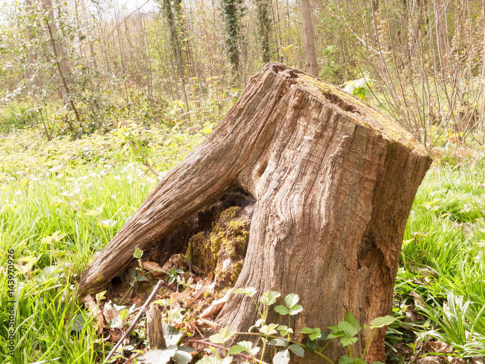 A Wooden Stumo of a Tree on the Forest Floor A Wooden Stumo of a Tree on the Forest Floor