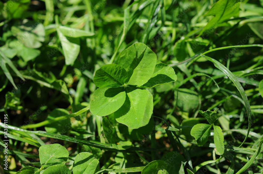 Five-leaves clover in a garden Five-leaves clover in a garden
