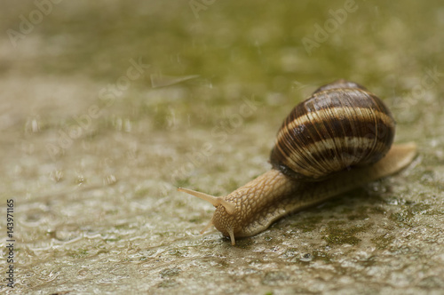 A snail i the rain