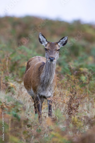Red Deer Hind (Cervus elaphus)/Red Deer Hind in thick golden and green bracken