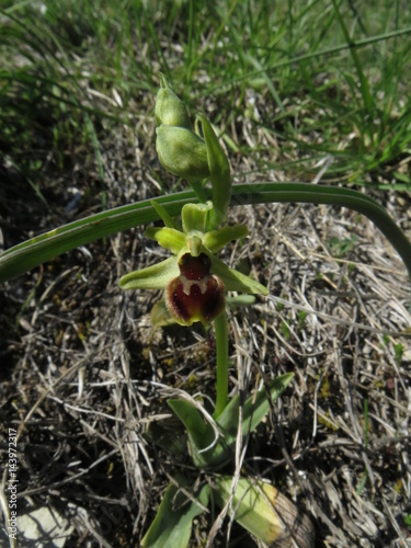 Orchidée sauvage jaune  photo