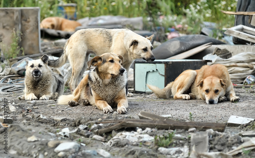 a pack of stray dogs Stock Photo Adobe Stock