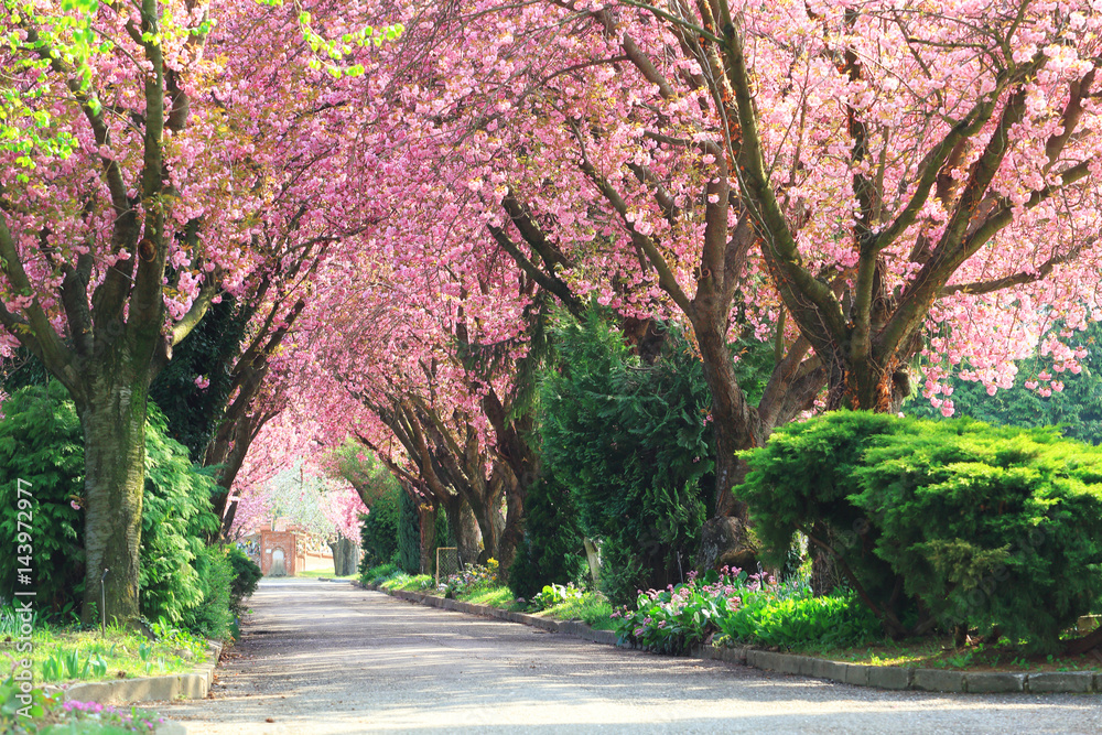 Naklejka premium Road with blooming trees in spring