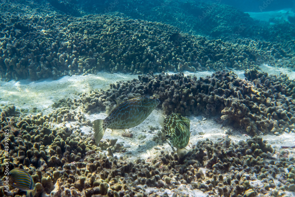 Fototapeta premium Scrawled filefish