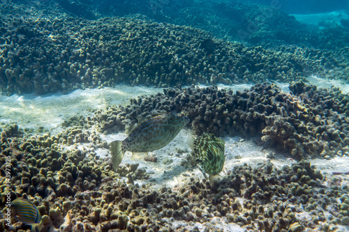 Scrawled filefish photo