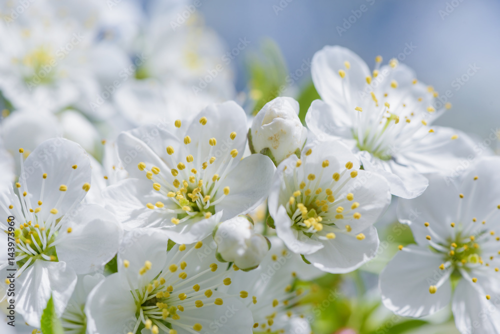 Cherry tree blossom close-up. Natural blue background