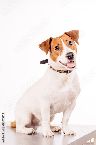 Jack Russell Terrier sitting in front of white background © kaninstudio