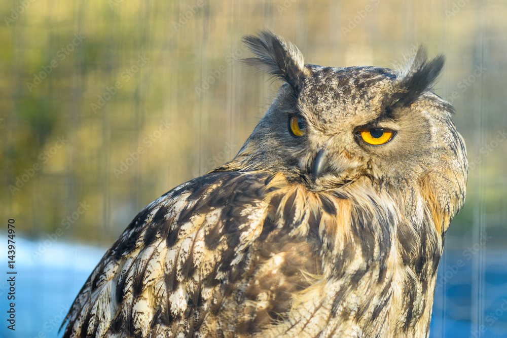 Owl Owl