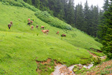 Highland cows on a field, Giresun, Turkey