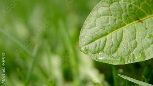 Water drops on green leaf - close up shot