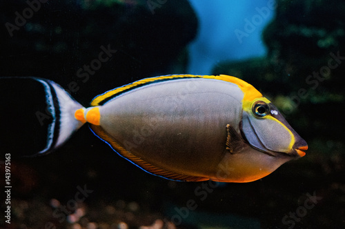 Surgeon Fish deep underwater