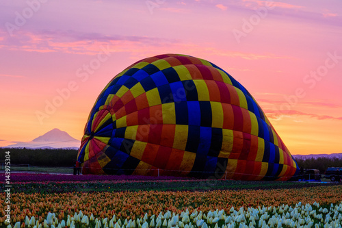 Flying over the tulip fields | Woodburn Tulip Festival, Oregon