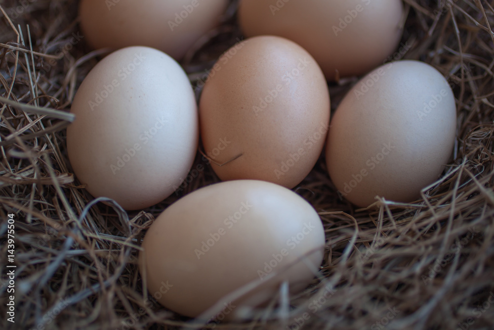 Close up of chicken eggs laying in bird nest Close up of chicken eggs laying in bird nest