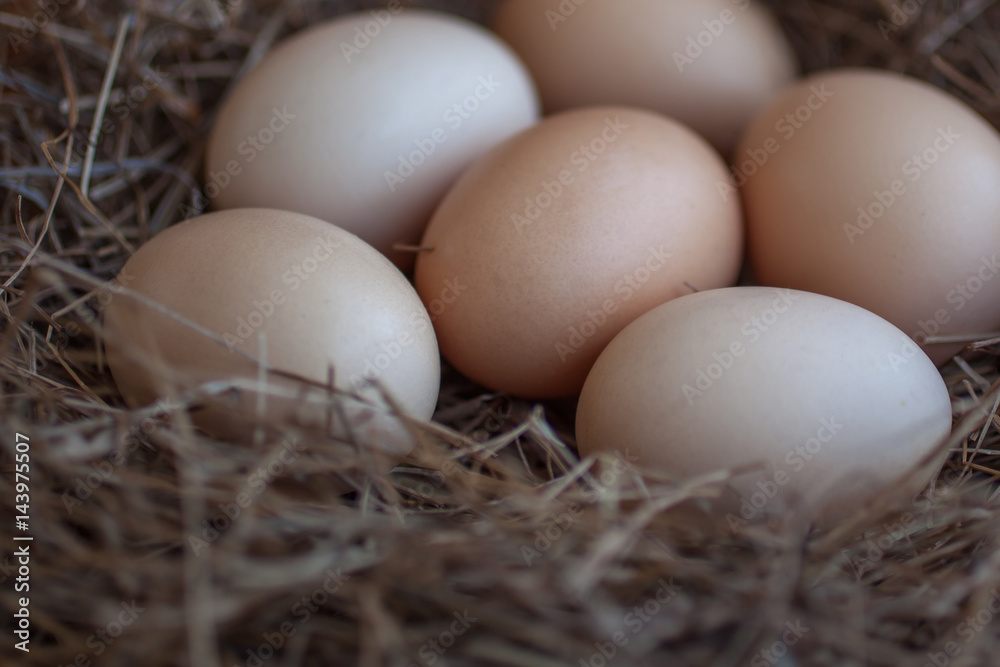 Close up of chicken eggs laying in bird nest Close up of chicken eggs laying in bird nest