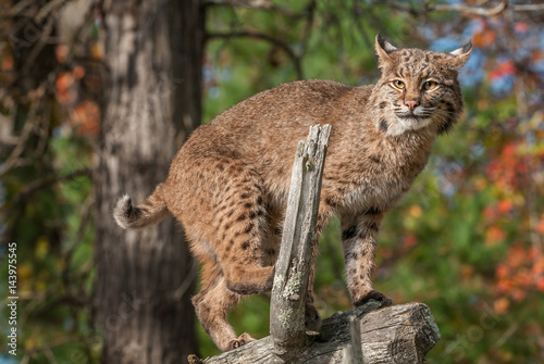Bobcat (Lynx rufus) Looks Out from Atop Branch © hkuchera