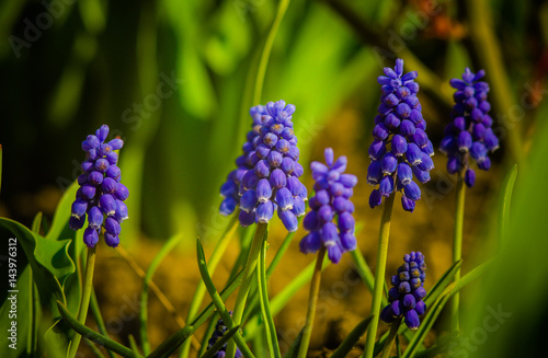 Blue Purple Muscari plant spring flowers. Muscari as cheerful harbinger of spring with its bright flowers photo