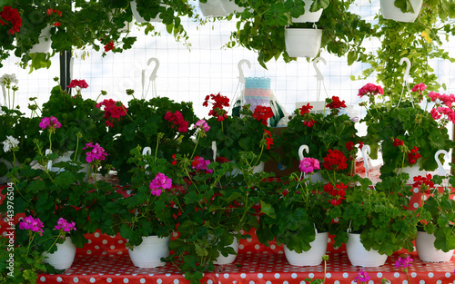 Flower pots hanging and being displayed photo