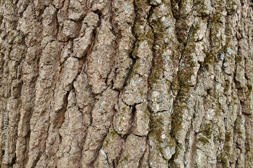 Bark Tree Texture