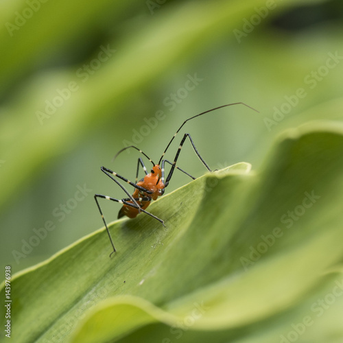 Vicious orange and black assassin bug with long black beak and legs on green leaf with blurred green background.