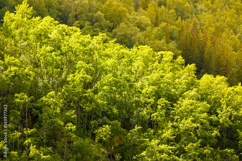 green leaves tree bush outdoor.