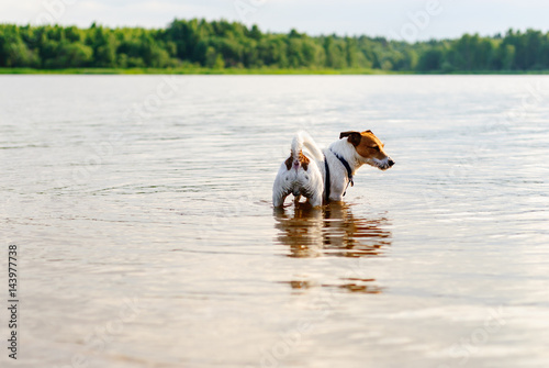 Dog rambling in river water at hot summer day