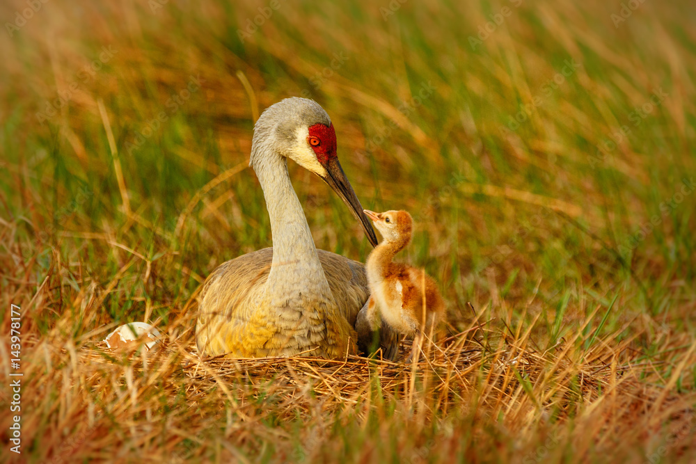 Fototapeta premium Squabbling Sandhill Chicks